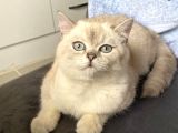 British Shorthair Blue Point
