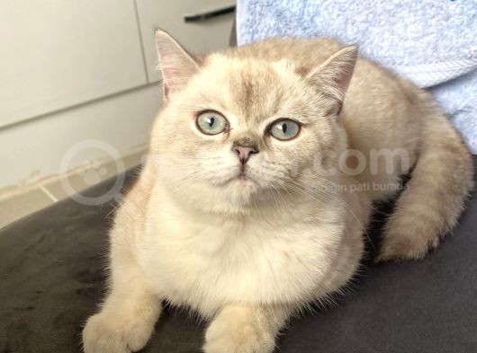 British Shorthair Blue Point görsel
