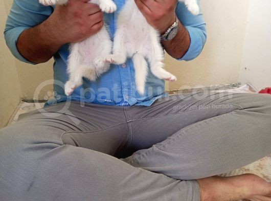 A Kali̇te Bri̇ti̇shler görsel