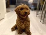 3,5 Aylik Erkek Toy Poodle