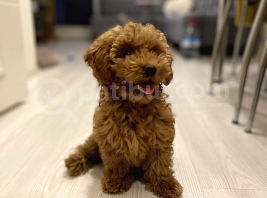 3,5 Aylik Erkek Toy Poodle görsel