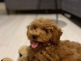 3,5 Aylik Erkek Toy Poodle