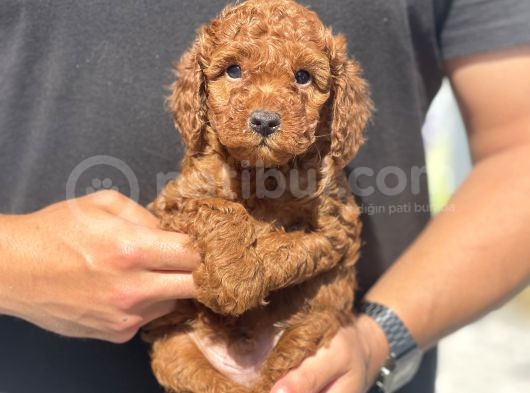 Toy Poodle Yavrularimiz Son Kali̇te görsel