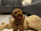 3,5 Aylik Erkek Toy Poodle