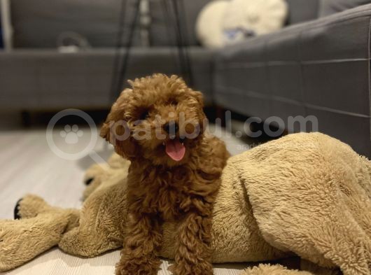 3,5 Aylik Erkek Toy Poodle görsel