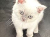 British Blue Point Yavrumuza Yuva Arıyoruz