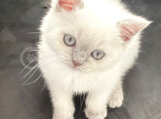 British Blue Point Yavrumuza Yuva Arıyoruz görsel