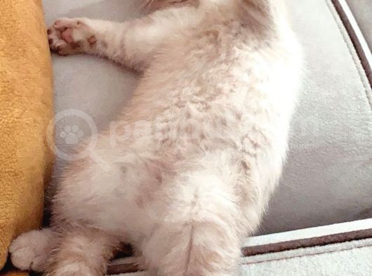 Golden Bri̇ti̇sh 3 Aylik görsel