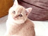 Golden Bri̇ti̇sh 3 Aylik