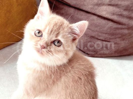 Golden Bri̇ti̇sh 3 Aylik