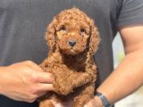 Toy Poodle Yavrularimiz Son Kali̇te