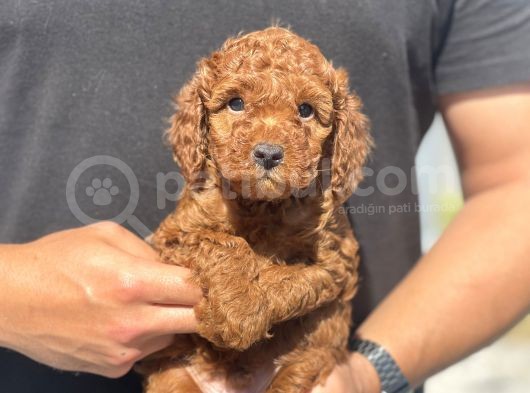 Toy Poodle Yavrularimiz Son Kali̇te