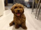 3,5 Aylik Erkek Toy Poodle