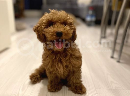 3,5 Aylik Erkek Toy Poodle görsel