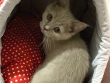 British Shorthair 3 Aylık Eşyalarıyla Birlikte