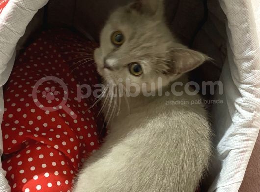 British Shorthair 3 Aylık Eşyalarıyla Birlikte görsel