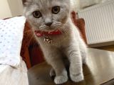 British Shorthair 3 Aylık Eşyalarıyla Birlikte