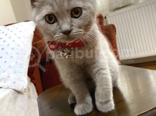 British Shorthair 3 Aylık Eşyalarıyla Birlikte görsel
