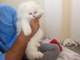 A Kali̇te Bri̇ti̇shler