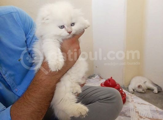 A Kali̇te Bri̇ti̇shler görsel