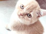 Golden Bri̇ti̇sh 3 Aylik