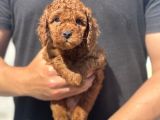 Toy Poodle Yavrularimiz Son Kali̇te