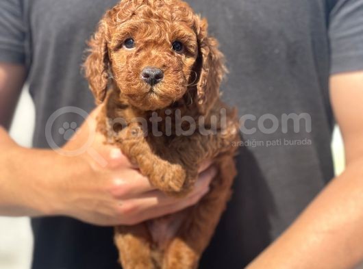 Toy Poodle Yavrularimiz Son Kali̇te görsel
