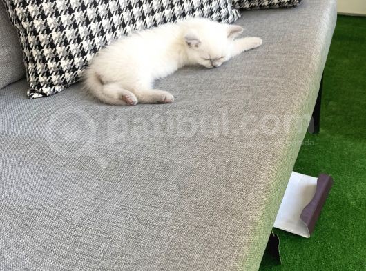 British Blue Point Yavrumuza Yuva Arıyoruz görsel