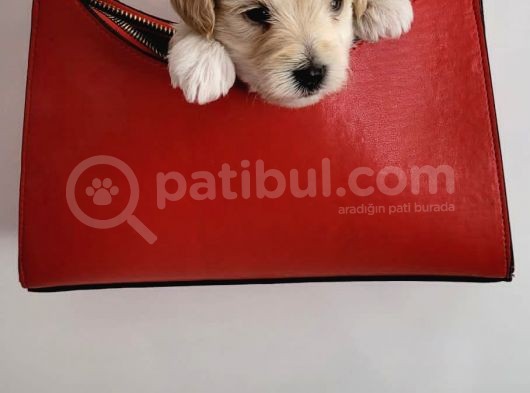 Dünyalar Tatlisi Orjinal Malti̇poolar