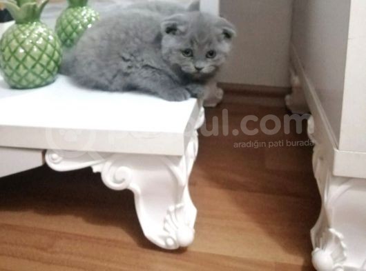 Yavru Erkek Scottish Fold görsel
