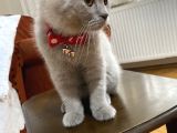 British Shorthair 3 Aylık Eşyalarıyla Birlikte