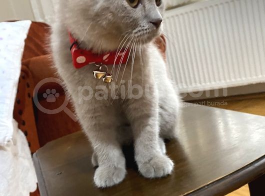 British Shorthair 3 Aylık Eşyalarıyla Birlikte görsel