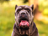 A Kalite Secereli Cane Corso Yavruları