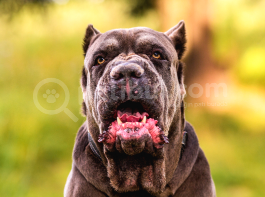 A Kalite Secereli Cane Corso Yavruları
