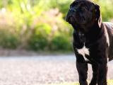 A Kalite Secereli Cane Corso Yavruları