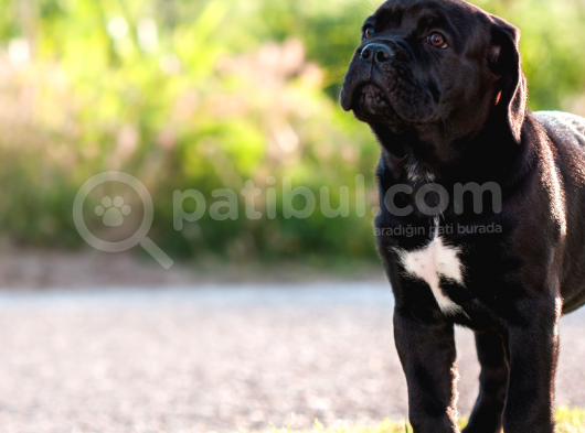 A Kalite Secereli Cane Corso Yavruları görsel