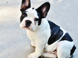 Mikrocipli 2 Aylık Erkek Ve Dişi French Bulldog