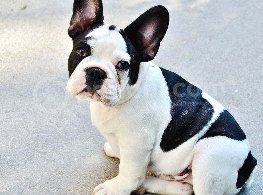 Mikrocipli 2 Aylık Erkek ve Dişi French Bulldog