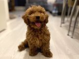 3,5 Aylik Erkek Toy Poodle