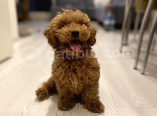 3,5 Aylik Erkek Toy Poodle