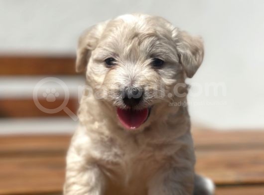 Show Kalite Maltipoo Yavrular görsel