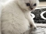 British Blue Point Yavrumuza Yuva Arıyoruz