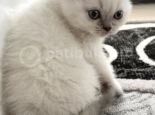 British Blue Point Yavrumuza Yuva Arıyoruz