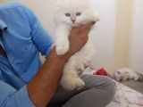A Kali̇te Bri̇ti̇shler