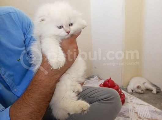 A Kali̇te Bri̇ti̇shler
