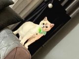 British Shorthair Blue Point