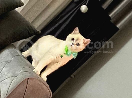 British Shorthair Blue Point görsel