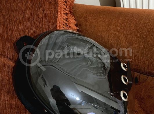 British Shorthair 3 Aylık Eşyalarıyla Birlikte görsel