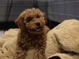 3,5 Aylik Erkek Toy Poodle