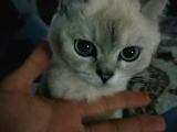 British Shorthair Blue Point